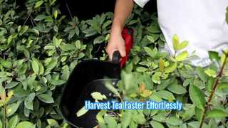 Electric Tea Picking Machine Fast Harvesting Tool